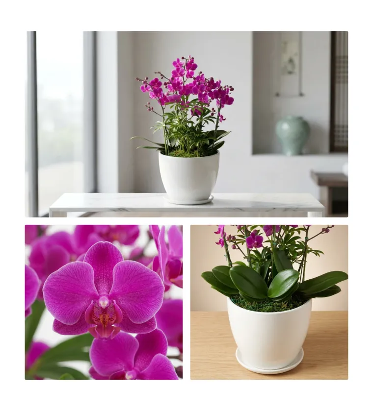 Mancheonhong Orchid C