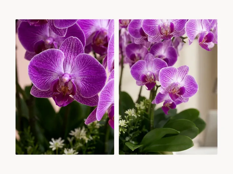 Phalaenopsis Orchid (Purple)