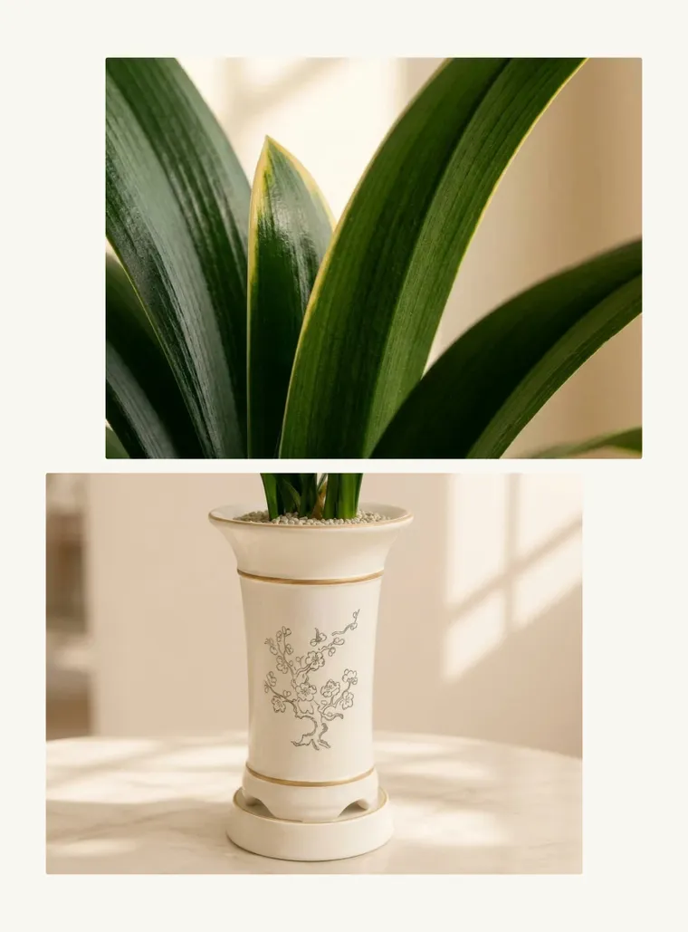 Daehun Cymbidium (Standard Pot)