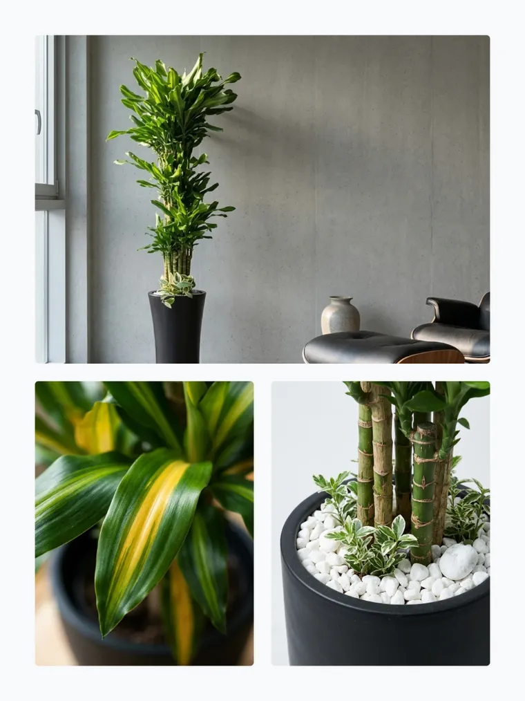 Golden Lucky Bamboo
