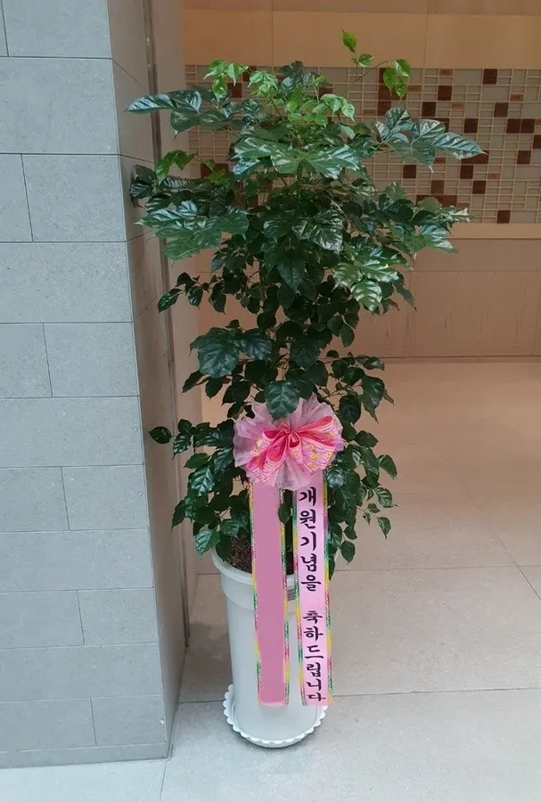 Potted plant