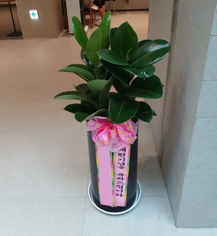 Potted plant