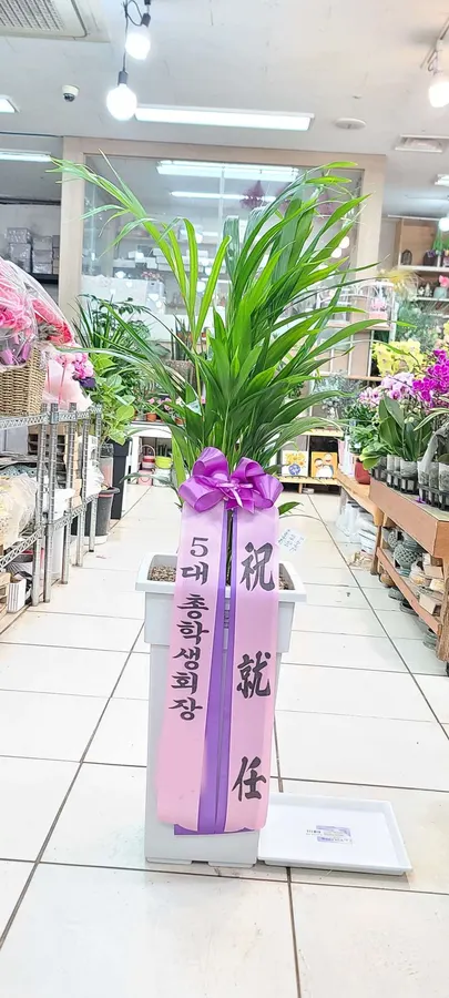 Potted plant