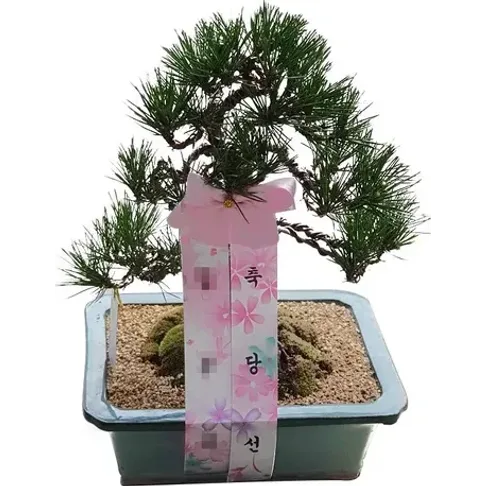해송