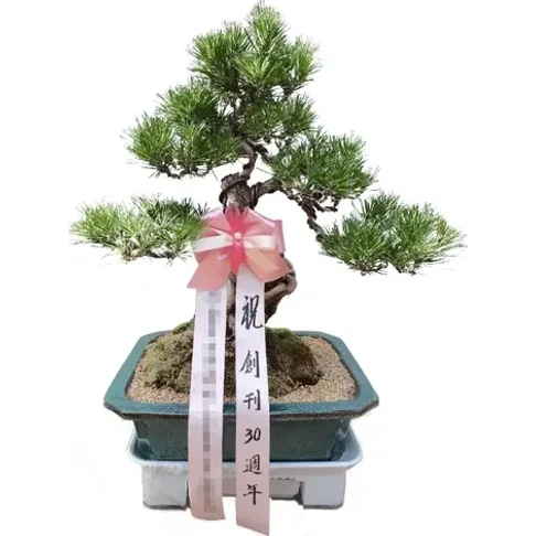 해송