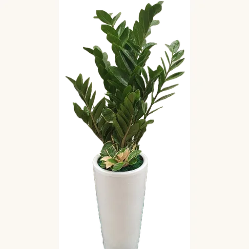 금전수
