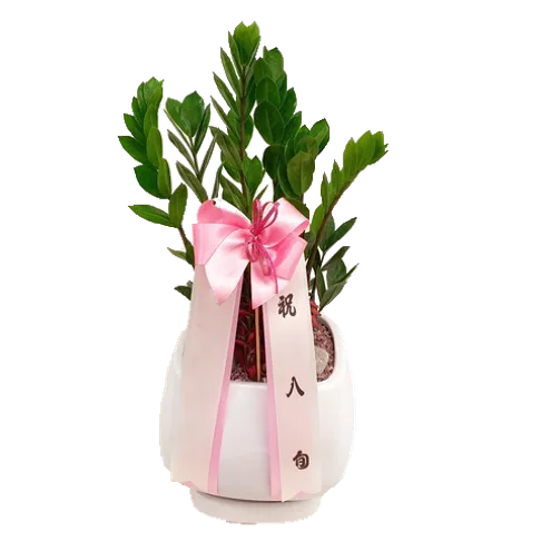 ZZ Plant (Table Size)