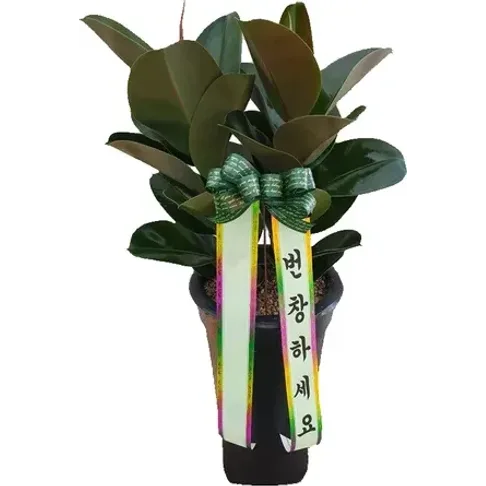 고무나무
