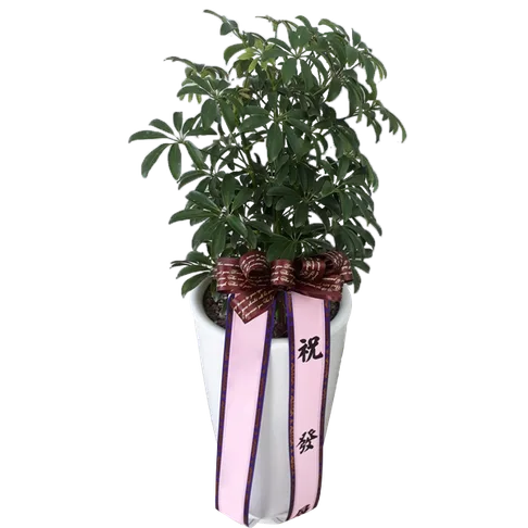 홍콩야자