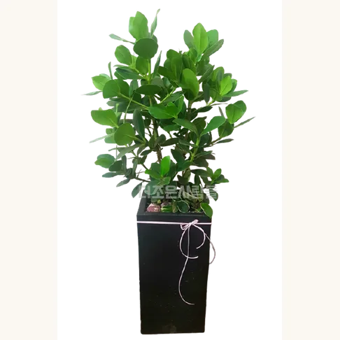 크루시아