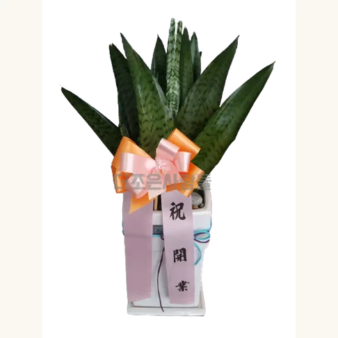 타이거산세베리아(테이블용)
