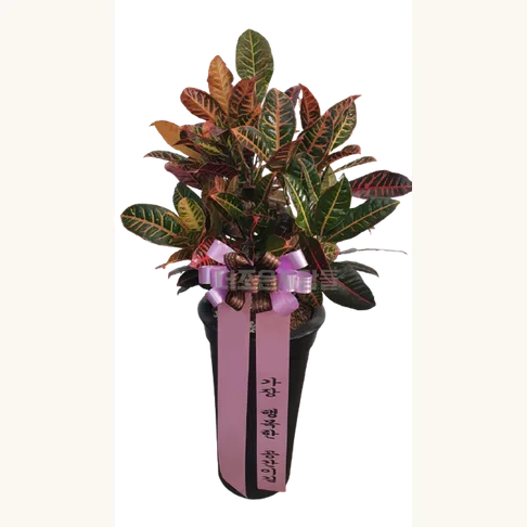 크로톤1
