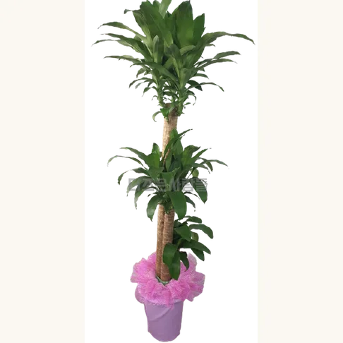 행운목(분갈이안함)