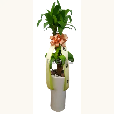 행운목 2단