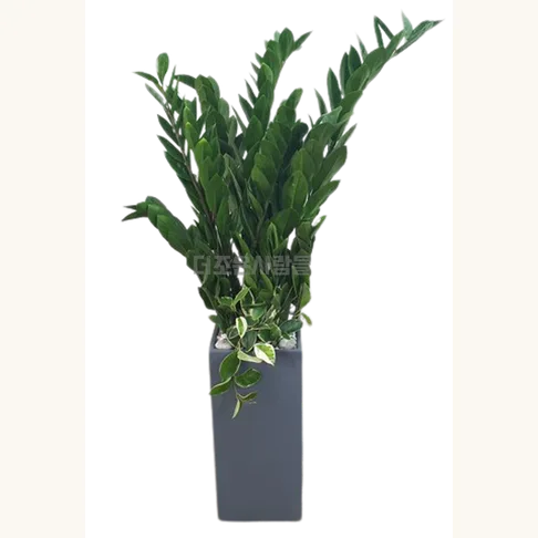 금전수
