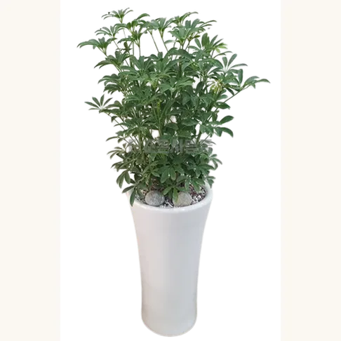 홍콩야자