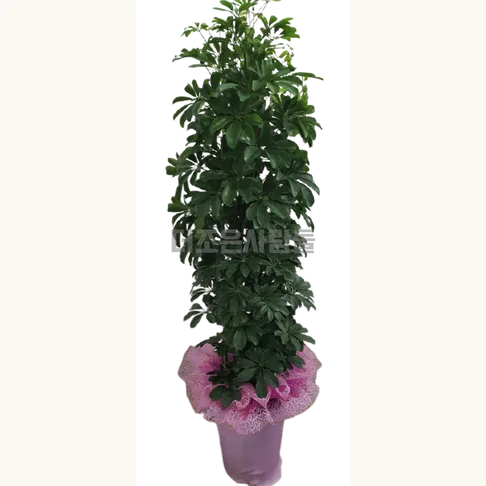 홍콩야자(분갈이안함)