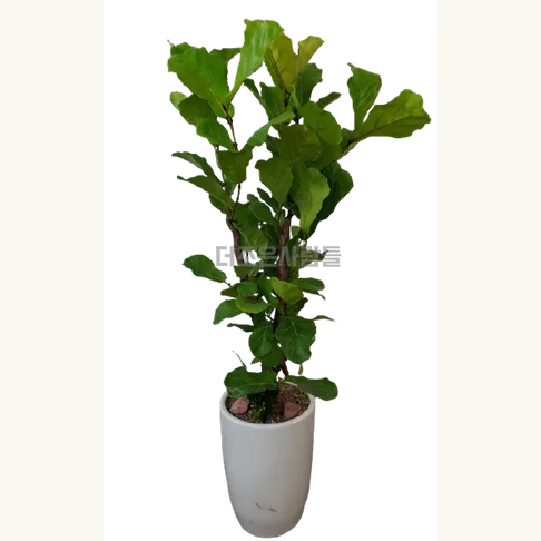 Fiddle Leaf Fig (Ficus lyrata)