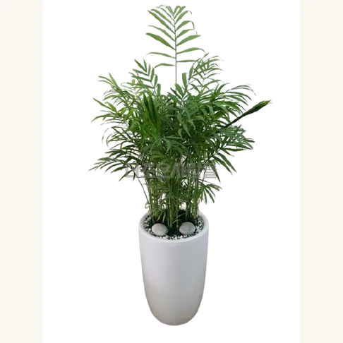 Areca Palm
