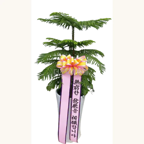 알로카리아