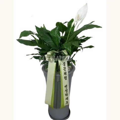 스파트필름