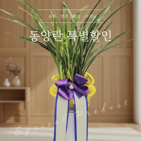 동양란(특가)