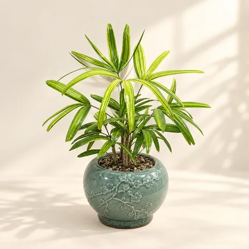 서황금